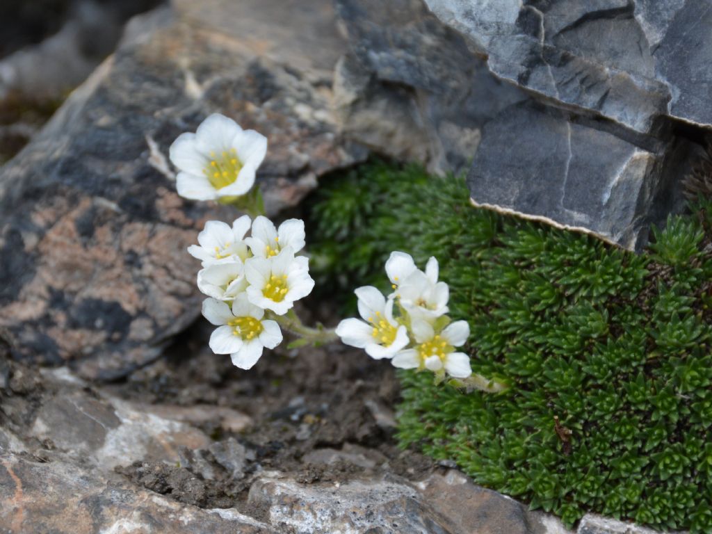 Saxifraga vandellii / Sassifraga di Vandelli